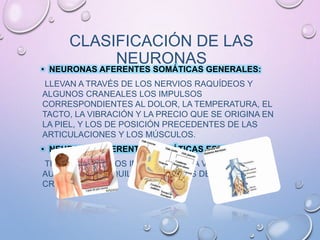 CLASIFICACIÓN DE LAS
NEURONAS
• NEURONAS AFERENTES SOMÁTICAS GENERALES:
LLEVAN A TRAVÉS DE LOS NERVIOS RAQUÍDEOS Y
ALGUNOS CRANEALES LOS IMPULSOS
CORRESPONDIENTES AL DOLOR, LA TEMPERATURA, EL
TACTO, LA VIBRACIÓN Y LA PRECIO QUE SE ORIGINA EN
LA PIEL, Y LOS DE POSICIÓN PRECEDENTES DE LAS
ARTICULACIONES Y LOS MÚSCULOS.
• NEURONAS AFERENTES SOMÁTICAS ESPECIALES:
TRANSPORTAN LOS IMPULSOS DE LA VISIÓN, LA
AUDICIÓN Y EL EQUILIBRIO A TRAVÉS DE NERVIOS
CRANEALES.
 