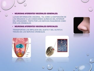 • NEURONAS AFERENTES VISCERALES GENERALES:
LLEVAN INFORMACIÓN VISCERAL, TAL COMO LA DISTENCIÓN DE
LOS ÓRGANOS O LAS CONDICIONES QUÍMICAS DEL INTERIOR
DEL ORGANISMO, TANTO POR LOS NERVIOS RAQUÍDEOS COMO
POR LOS CRANEALES.
• NEURONAS AFERENTES VISCERALES ESPECIALES:
TRANSPORTAN LOS IMPULSOS DEL GUSTO Y DEL OLFATO A
TRAVÉS DE LOS NERVIOS CRANEALES.
 