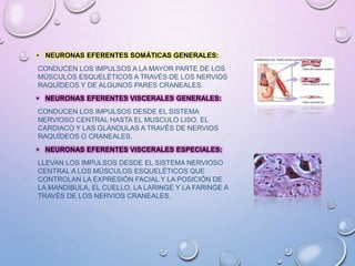 • NEURONAS EFERENTES SOMÁTICAS GENERALES:
CONDUCEN LOS IMPULSOS A LA MAYOR PARTE DE LOS
MÚSCULOS ESQUELÉTICOS A TRAVÉS DE LOS NERVIOS
RAQUÍDEOS Y DE ALGUNOS PARES CRANEALES.
• NEURONAS EFERENTES VISCERALES GENERALES:
CONDUCEN LOS IMPULSOS DESDE EL SISTEMA
NERVIOSO CENTRAL HASTA EL MUSCULO LISO, EL
CARDIACO Y LAS GLÁNDULAS A TRAVÉS DE NERVIOS
RAQUÍDEOS O CRANEALES.
• NEURONAS EFERENTES VISCERALES ESPECIALES:
LLEVAN LOS IMPULSOS DESDE EL SISTEMA NERVIOSO
CENTRAL A LOS MÚSCULOS ESQUELÉTICOS QUE
CONTROLAN LA EXPRESIÓN FACIAL Y LA POSICIÓN DE
LA MANDÍBULA, EL CUELLO, LA LARINGE Y LA FARINGE A
TRAVÉS DE LOS NERVIOS CRANEALES.
 