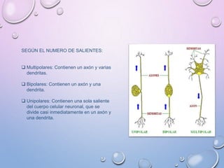 SEGÚN EL NUMERO DE SALIENTES:
 Multipolares: Contienen un axón y varias
dendritas.
 Bipolares: Contienen un axón y una
dendrita.
 Unipolares: Contienen una sola saliente
del cuerpo celular neuronal, que se
divide casi inmediatamente en un axón y
una dendrita.
 
