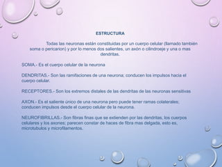 ESTRUCTURA
Todas las neuronas están constituidas por un cuerpo celular (llamado también
soma o pericarion) y por lo menos dos salientes, un axón o cilindroeje y una o mas
dendritas.
SOMA.- Es el cuerpo celular de la neurona
DENDRITAS.- Son las ramifaciones de una neurona; conducen los impulsos hacia el
cuerpo celular.
RECEPTORES.- Son los extremos distales de las dendritas de las neuronas sensitivas
AXON.- Es el saliente único de una neurona pero puede tener ramas colaterales;
conducen impulsos desde el cuerpo celular de la neurona.
NEUROFIBRILLAS.- Son fibras finas que se extienden por las dendritas, los cuerpos
celulares y los axones; parecen constar de haces de fibra mas delgada, esto es,
microtubulos y microfilamentos.
 