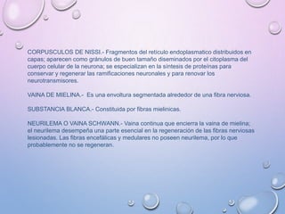CORPUSCULOS DE NISSI.- Fragmentos del retículo endoplasmatico distribuidos en
capas; aparecen como gránulos de buen tamaño diseminados por el citoplasma del
cuerpo celular de la neurona; se especializan en la síntesis de proteínas para
conservar y regenerar las ramificaciones neuronales y para renovar los
neurotransmisores.
VAINA DE MIELINA.- Es una envoltura segmentada alrededor de una fibra nerviosa.
SUBSTANCIA BLANCA.- Constituida por fibras mielinicas.
NEURILEMA O VAINA SCHWANN.- Vaina continua que encierra la vaina de mielina;
el neurilema desempeña una parte esencial en la regeneración de las fibras nerviosas
lesionadas. Las fibras encefálicas y medulares no poseen neurilema, por lo que
probablemente no se regeneran.
 