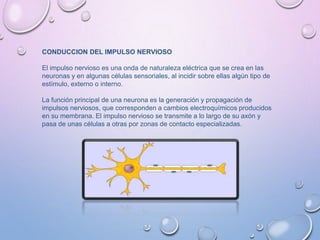 CONDUCCION DEL IMPULSO NERVIOSO
El impulso nervioso es una onda de naturaleza eléctrica que se crea en las
neuronas y en algunas células sensoriales, al incidir sobre ellas algún tipo de
estímulo, externo o interno.
La función principal de una neurona es la generación y propagación de
impulsos nerviosos, que corresponden a cambios electroquímicos producidos
en su membrana. El impulso nervioso se transmite a lo largo de su axón y
pasa de unas células a otras por zonas de contacto especializadas.
 