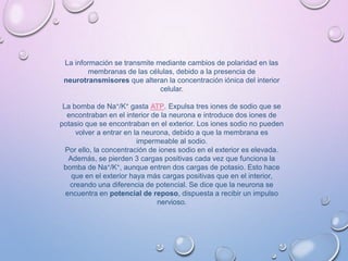 La información se transmite mediante cambios de polaridad en las
membranas de las células, debido a la presencia de
neurotransmisores que alteran la concentración iónica del interior
celular.
La bomba de Na+/K+ gasta ATP. Expulsa tres iones de sodio que se
encontraban en el interior de la neurona e introduce dos iones de
potasio que se encontraban en el exterior. Los iones sodio no pueden
volver a entrar en la neurona, debido a que la membrana es
impermeable al sodio.
Por ello, la concentración de iones sodio en el exterior es elevada.
Además, se pierden 3 cargas positivas cada vez que funciona la
bomba de Na+/K+, aunque entren dos cargas de potasio. Esto hace
que en el exterior haya más cargas positivas que en el interior,
creando una diferencia de potencial. Se dice que la neurona se
encuentra en potencial de reposo, dispuesta a recibir un impulso
nervioso.
 
