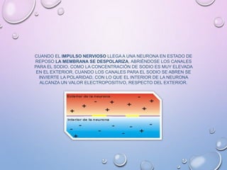 CUANDO EL IMPULSO NERVIOSO LLEGA A UNA NEURONA EN ESTADO DE
REPOSO LA MEMBRANA SE DESPOLARIZA, ABRIÉNDOSE LOS CANALES
PARA EL SODIO. COMO LA CONCENTRACIÓN DE SODIO ES MUY ELEVADA
EN EL EXTERIOR, CUANDO LOS CANALES PARA EL SODIO SE ABREN SE
INVIERTE LA POLARIDAD, CON LO QUE EL INTERIOR DE LA NEURONA
ALCANZA UN VALOR ELECTROPOSITIVO, RESPECTO DEL EXTERIOR.
 