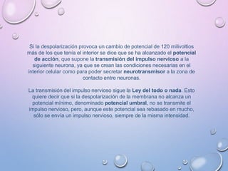Si la despolarización provoca un cambio de potencial de 120 milivoltios
más de los que tenía el interior se dice que se ha alcanzado el potencial
de acción, que supone la transmisión del impulso nervioso a la
siguiente neurona, ya que se crean las condiciones necesarias en el
interior celular como para poder secretar neurotransmisor a la zona de
contacto entre neuronas.
La transmisión del impulso nervioso sigue la Ley del todo o nada. Esto
quiere decir que si la despolarización de la membrana no alcanza un
potencial mínimo, denominado potencial umbral, no se transmite el
impulso nervioso, pero, aunque este potencial sea rebasado en mucho,
sólo se envía un impulso nervioso, siempre de la misma intensidad.
 