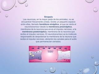Sinapsis
Las neuronas, en la mayor parte de los animales, no se
encuentran físicamente unidas. Existe un pequeño espacio
entre ellas, llamado hendidura sináptica, al que se vierte el
neurotransmisor desde la membrana presináptica,
membrana de la neurona que envía el impulso nervioso, a la
membrana postsináptica, membrana de la neurona que
recibe el impulso nervioso. El neurotransmisor es la molécula
responsable de despolarizar la membrana de la neurona que
recibe el impulso nervioso, abriendo los canales para el sodio
que permanecían cerrados.
 