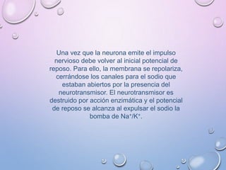 Una vez que la neurona emite el impulso
nervioso debe volver al inicial potencial de
reposo. Para ello, la membrana se repolariza,
cerrándose los canales para el sodio que
estaban abiertos por la presencia del
neurotransmisor. El neurotransmisor es
destruido por acción enzimática y el potencial
de reposo se alcanza al expulsar el sodio la
bomba de Na+/K+.
 