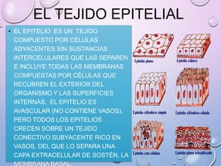 EL TEJIDO EPITELIAL
• EL EPITELIO ES UN TEJIDO
COMPUESTO POR CÉLULAS
ADYACENTES SIN SUSTANCIAS
INTERCELULARES QUE LAS SEPAREN
E INCLUYE TODAS LAS MEMBRANAS
COMPUESTAS POR CÉLULAS QUE
RECUBREN EL EXTERIOR DEL
ORGANISMO Y LAS SUPERFICIES
INTERNAS. EL EPITELIO ES
AVASCULAR (NO CONTIENE VASOS),
PERO TODOS LOS EPITELIOS
CRECEN SOBRE UN TEJIDO
CONECTIVO SUBYACENTE RICO EN
VASOS, DEL QUE LO SEPARA UNA
CAPA EXTRACELULAR DE SOSTÉN, LA
 
