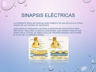 SINAPSIS ELÉCTRICAS
LA CORRIENTE IÓNICA SE PROPAGA DIRECTAMENTE DE UNA CÉLULA A LA OTRA A
TRAVÉS DE LAS UNIONES DE HENDIDURA.
CADA UNIÓN DE HENDIDURA CONTIENE ALREDEDOR DE CIEN ESTRUCTURAS
PROTEICAS TUBULARES LLAMADAS CONEXIONES, QUE FORMAN TÚNELES QUE
CONECTAN EL CITOSOL DE AMBAS CÉLULAS, PROPORCIONANDO UNA VÍA PARA
EL FLUJO DE LA CORRIENTE IÓNICA.
 