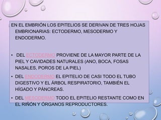 EN EL EMBRIÓN LOS EPITELIOS SE DERIVAN DE TRES HOJAS
EMBRIONARIAS: ECTODERMO, MESODERMO Y
ENDODERMO.
• DEL ECTODERMO PROVIENE DE LA MAYOR PARTE DE LA
PIEL Y CAVIDADES NATURALES (ANO, BOCA, FOSAS
NASALES, POROS DE LA PIEL)
• DEL ENDODERMO EL EPITELIO DE CASI TODO EL TUBO
DIGESTIVO Y EL ÁRBOL RESPIRATORIO, TAMBIÉN EL
HÍGADO Y PÁNCREAS.
• DEL MESODERMO TODO EL EPITELIO RESTANTE COMO EN
EL RIÑÓN Y ÓRGANOS REPRODUCTORES.
 
