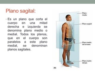 Plano sagital:
• Es un plano que corta el
cuerpo en una mitad
derecha e izquierda se
denomina plano medio o
medial. Todos los planos,
que en el cuerpo son
paralelos a este plano
medial, se denominan
planos sagitales.
 
