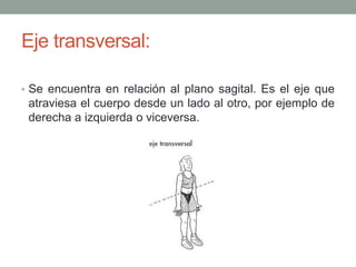 Eje transversal:
• Se encuentra en relación al plano sagital. Es el eje que
atraviesa el cuerpo desde un lado al otro, por ejemplo de
derecha a izquierda o viceversa.
 