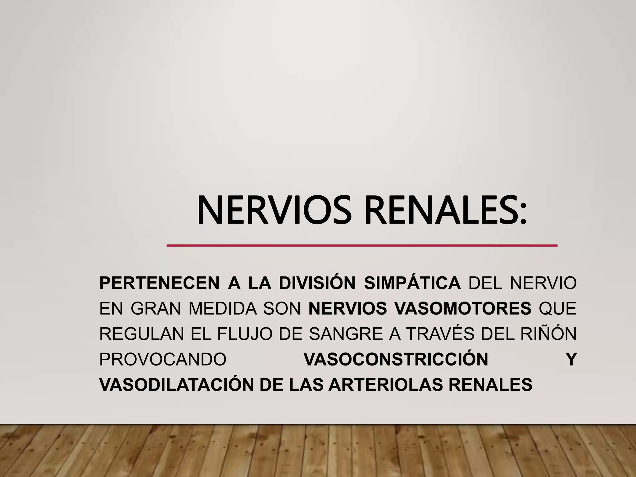 NERVIOS RENALES:
PERTENECEN A LA DIVISIÓN SIMPÁTICA DEL NERVIO
EN GRAN MEDIDA SON NERVIOS VASOMOTORES QUE
REGULAN EL FLUJO DE SANGRE A TRAVÉS DEL RIÑÓN
PROVOCANDO VASOCONSTRICCIÓN Y
VASODILATACIÓN DE LAS ARTERIOLAS RENALES
 