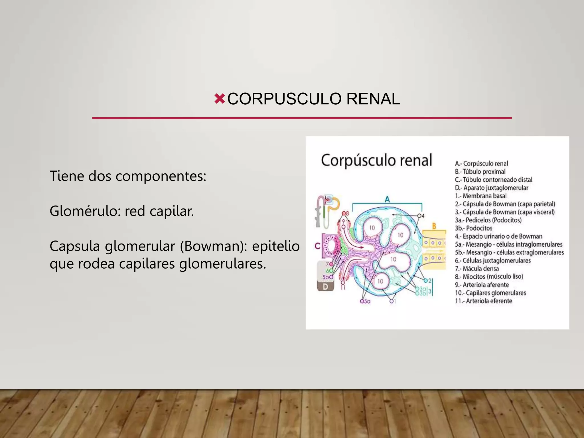 CORPUSCULO RENAL
Tiene dos componentes:
Glomérulo: red capilar.
Capsula glomerular (Bowman): epitelio
que rodea capilares glomerulares.
 