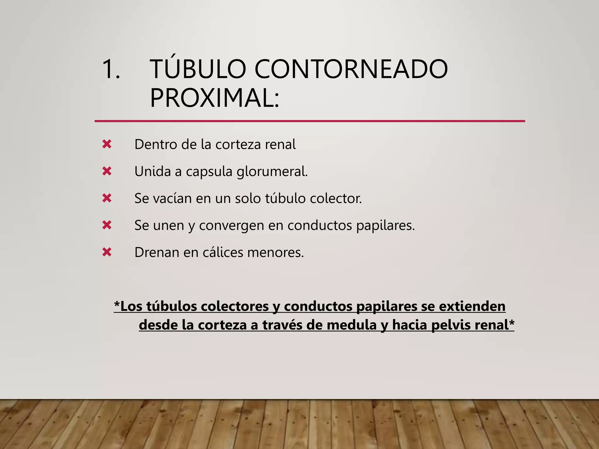 1. TÚBULO CONTORNEADO
PROXIMAL:
 Dentro de la corteza renal
 Unida a capsula glorumeral.
 Se vacían en un solo túbulo colector.
 Se unen y convergen en conductos papilares.
 Drenan en cálices menores.
*Los túbulos colectores y conductos papilares se extienden
desde la corteza a través de medula y hacia pelvis renal*
 