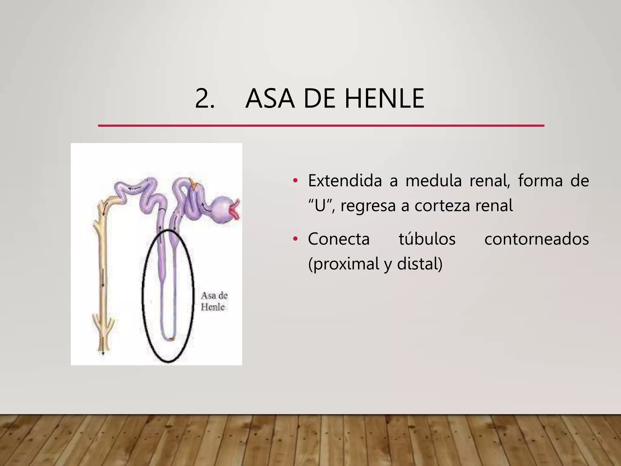 2. ASA DE HENLE
• Extendida a medula renal, forma de
“U”, regresa a corteza renal
• Conecta túbulos contorneados
(proximal y distal)
 