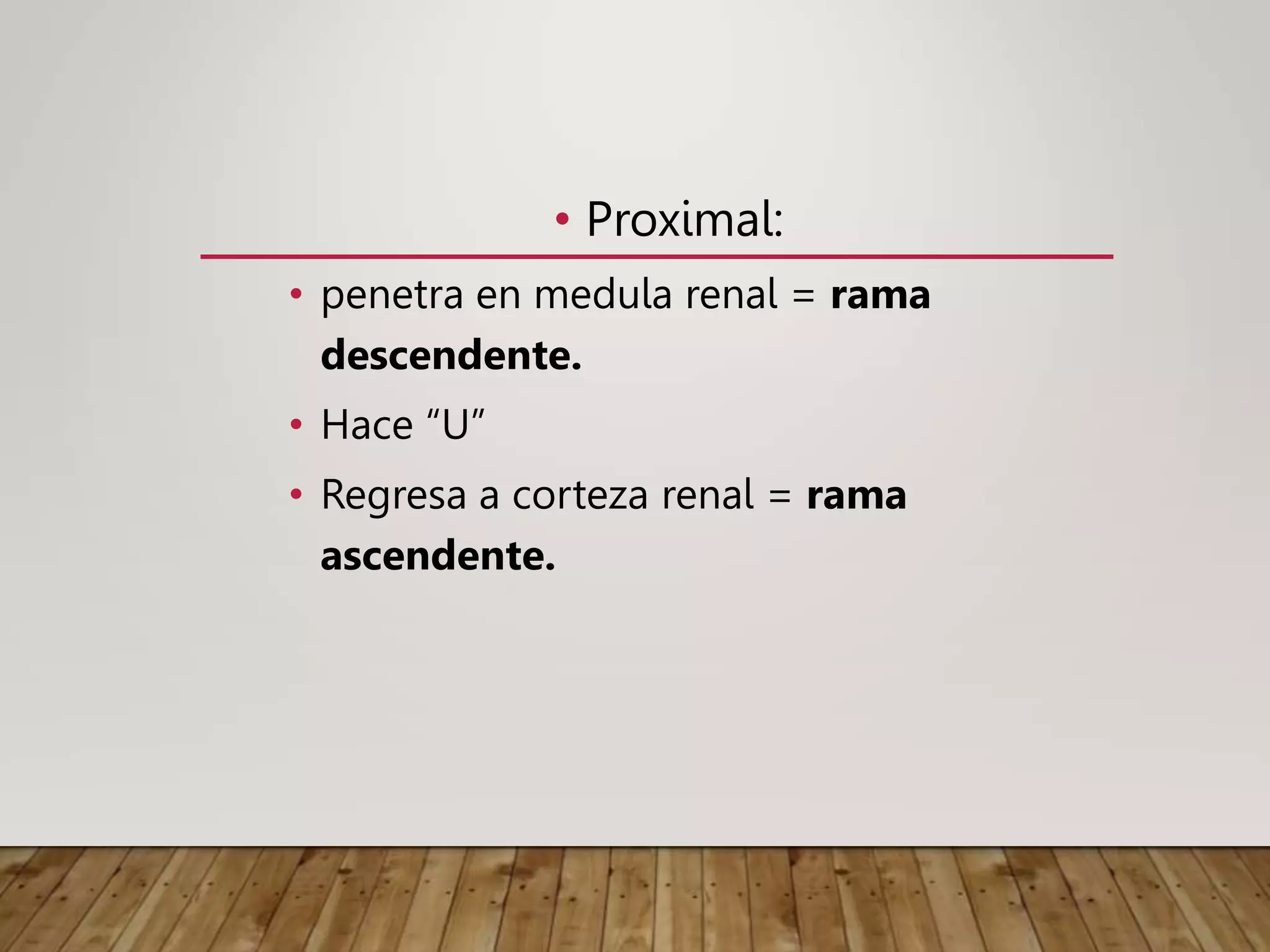 • Proximal:
• penetra en medula renal = rama
descendente.
• Hace “U”
• Regresa a corteza renal = rama
ascendente.
 
