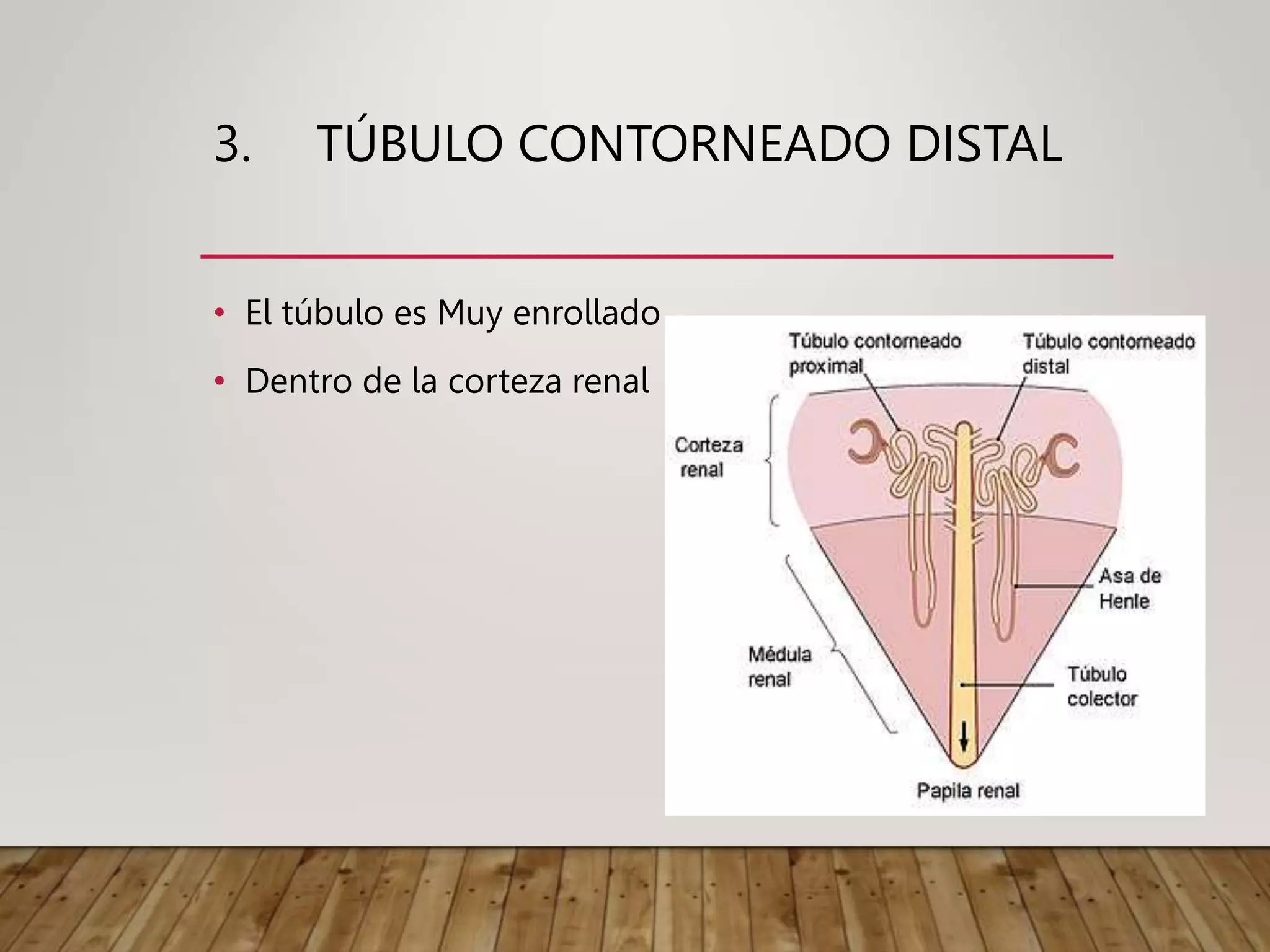 3. TÚBULO CONTORNEADO DISTAL
• El túbulo es Muy enrollado
• Dentro de la corteza renal
 