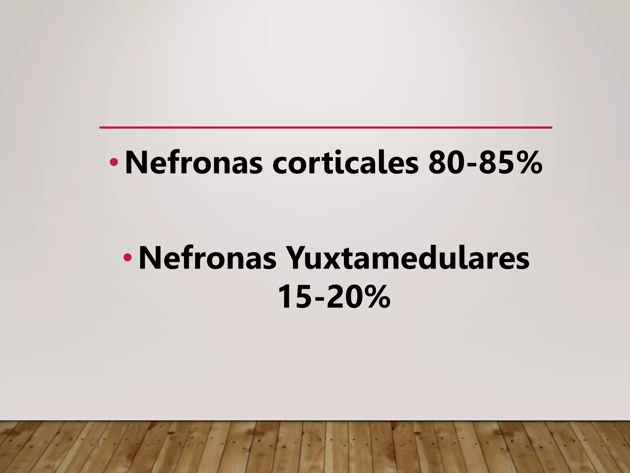•Nefronas corticales 80-85%
•Nefronas Yuxtamedulares
15-20%
 