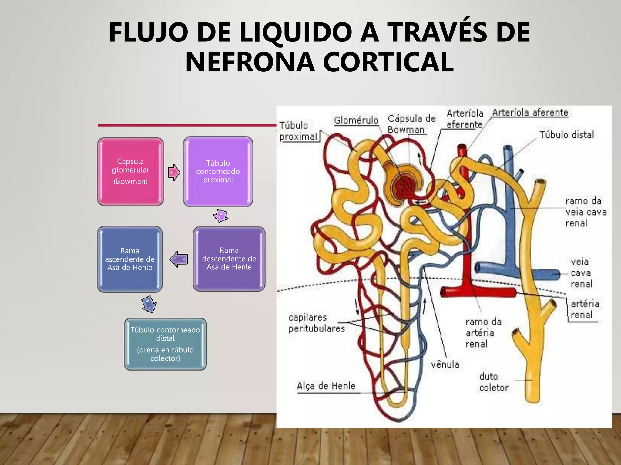 FLUJO DE LIQUIDO A TRAVÉS DE
NEFRONA CORTICAL
Capsula
glomerular
(Bowman)
Túbulo
contorneado
proximal
Rama
descendente de
Asa de Henle
Rama
ascendente de
Asa de Henle
Túbulo contorneado
distal
(drena en túbulo
colector)
 