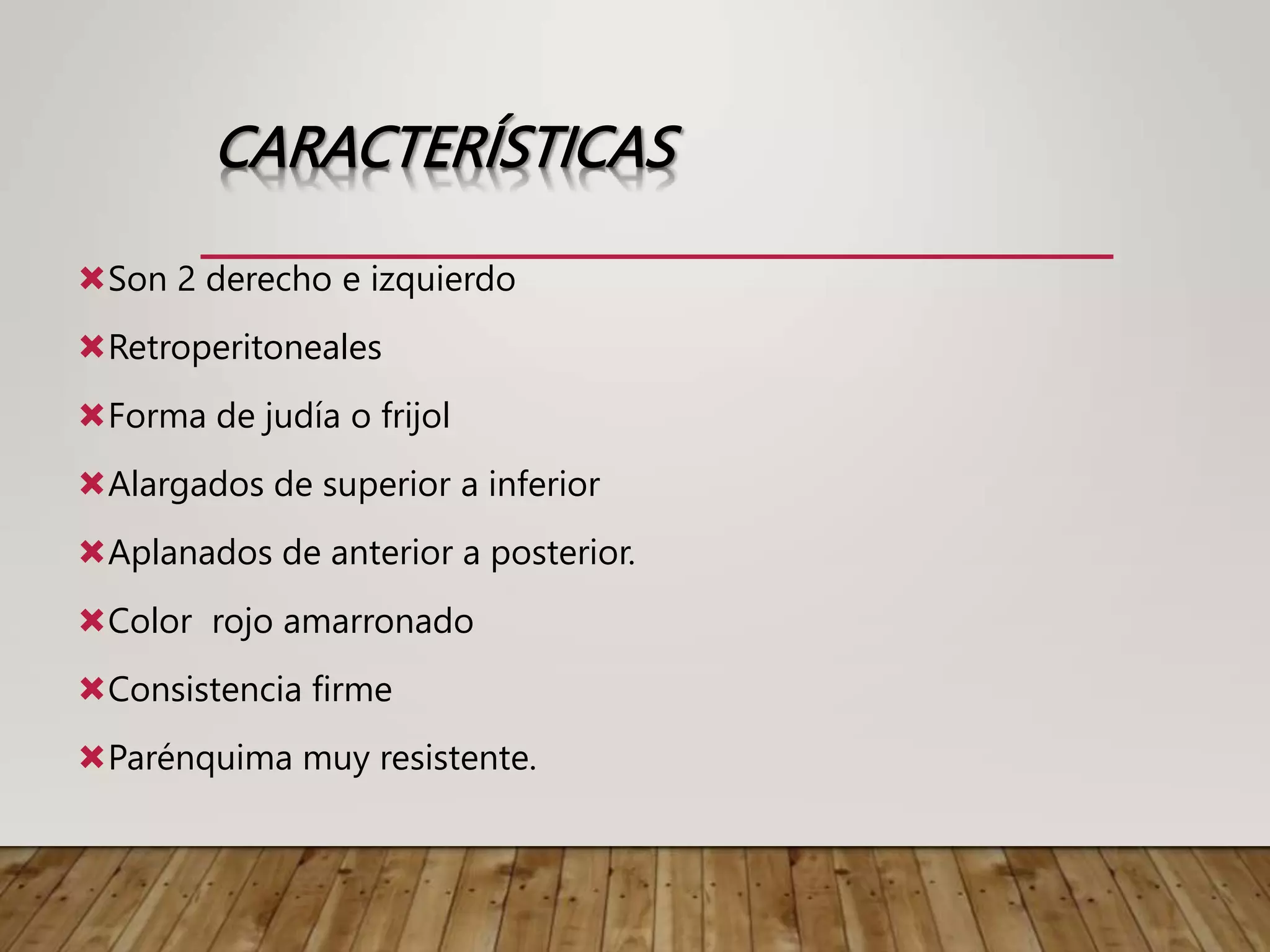 CARACTERÍSTICAS
Son 2 derecho e izquierdo
Retroperitoneales
Forma de judía o frijol
Alargados de superior a inferior
Aplanados de anterior a posterior.
Color rojo amarronado
Consistencia firme
Parénquima muy resistente.
 