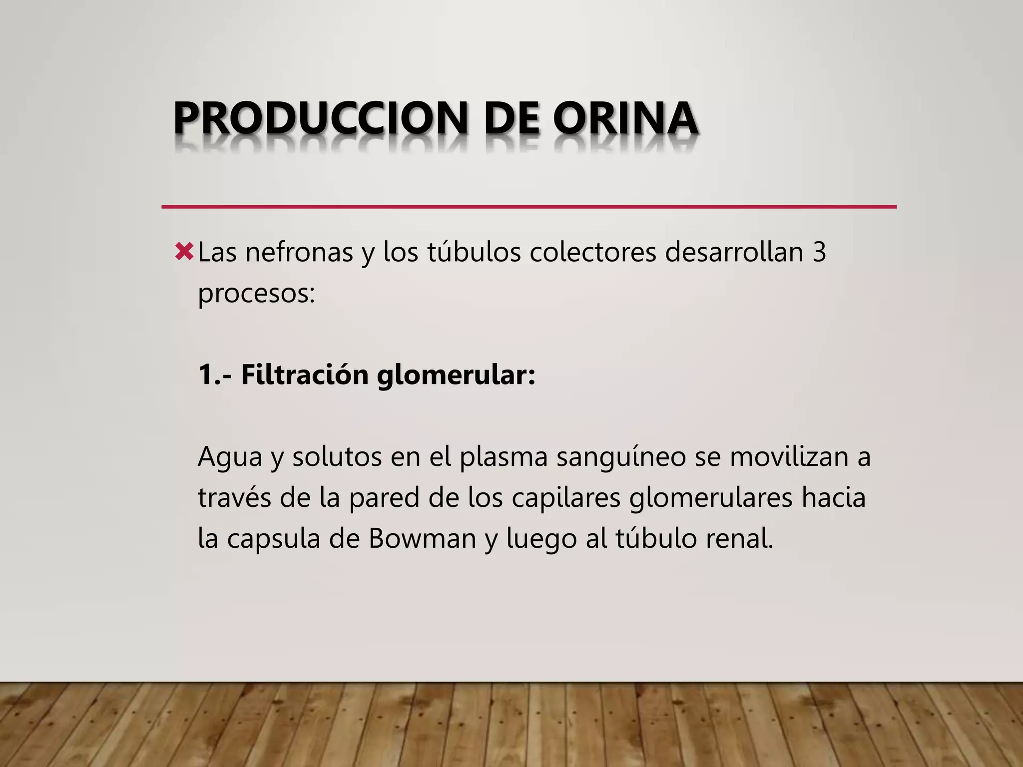 PRODUCCION DE ORINA
Las nefronas y los túbulos colectores desarrollan 3
procesos:
1.- Filtración glomerular:
Agua y solutos en el plasma sanguíneo se movilizan a
través de la pared de los capilares glomerulares hacia
la capsula de Bowman y luego al túbulo renal.
 