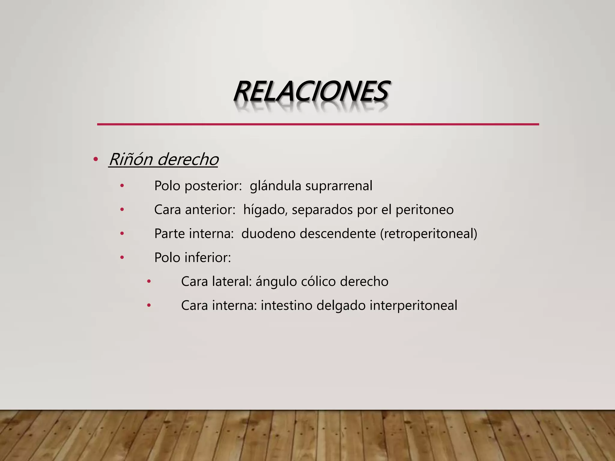 RELACIONES
• Riñón derecho
• Polo posterior: glándula suprarrenal
• Cara anterior: hígado, separados por el peritoneo
• Parte interna: duodeno descendente (retroperitoneal)
• Polo inferior:
• Cara lateral: ángulo cólico derecho
• Cara interna: intestino delgado interperitoneal
 