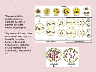 *Bigarren mailako
obozitoak dotazio
diploidea du. Honek
bigarren banaketa
meiotikoa jasango du.
*Bigarren mailako obozitoa
ernaldu ondoren, bigarren
banaketa meiotikoa
burutzen da, obozito
heldua eratuz, eta honek
dotazio kromosomiko
haploidea (23 kromosoma)
du.
 