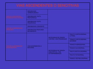 TRANCO VESTIBULOESPINAL TRACTO TETOESPINAL TRACTO RETICULOESPINAL TRANCO OLIVOESPINAL TRANCO RUBROESPINAL MOTROSIDAD DE ORIGEN SUBCARTICAL. VIAS EXTRAPIRAMIDALES TRANCO CORTICOESPINAL ANTERIOR TRACTO CORTICOESPINAL LATERAL MOTROSIDAD DE ORIGEN CORTINO. VIAS PIRAMIDALES VIAS ASCENDENTES O MOTORAS VIAS DE LA SENCIBILIDAD INTEROCEPTIVA SENCIBILIDAD PROFUNDA INCONCIENTE SENCIBILIDAD CONCIENTE VIAS DE LA SENCIBILIDAD PROFUNDA SENCIBILIDAD TACTIL PROOPATICA SENCIBILIDAD TACTIL PROTOPÁTICA SENCIBILIDAD TERMOALGESICA VIAS DE LA SENCIBILIDAD EXTEROCEPTIVA O CUTANEA VIAS ASCENDENTES O SENCITIVAS 