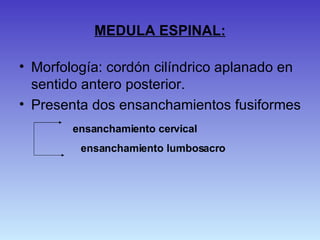 MEDULA ESPINAL: Morfología: cordón cilíndrico aplanado en sentido antero posterior. Presenta dos ensanchamientos fusiformes ensanchamiento cervical ensanchamiento lumbosacro  