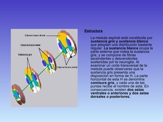 Estructura La medula espinal está constituida por  sustancia gris  y  sustancia blanca  que adoptan una distribución bastante regular.  La sustancia blanca  ocupa la parte externa que rodea la sustancia gris, y se compone de fibras ascendentes y descendentes sostenidas por la neuroglia. Al examinar un corte transversal de la medula puede observarse que la sustancia gris presenta una disposición en forma de H. La parte horizontal de esta H se denomina  comisura gris , y cada una de las puntas recibe el nombre de asta. En consecuencia, existen  dos astas ventrales o anteriores y dos astas dorsales o posteriores. 
