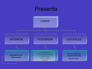 Presenta CARAS ANTERIOR POSTERIOR LATERALES Se encuentran los Cordones laterales De la medula   Limitadamente:  Surco posterolateral Linea media: Surco medio posterior Presenta la fisura  Media anterior 