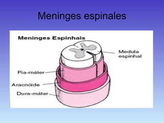 Meninges espinales 