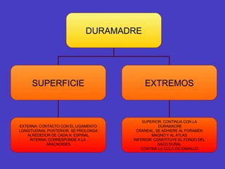 DURAMADRE SUPERFICIE EXTREMOS EXTERNA: CONTACTO CON EL LIGAMENTO LONGITUDINAL POSTERIOR. SE PROLONGA ALREDEDOR DE CADA N. ESPINAL INTERNA: CORRESPONDE A LA  ARACNOIDES SUPERIOR: CONTINUA CON LA DURAMACRE CRANEAL, SE ADHIERE AL FORAMEN MAGNO Y AL ATLAS INFERIOR: CONSTITUYE EL FONDO DEL SACO DURAL CONTINE LA COLA DE CABALLO 