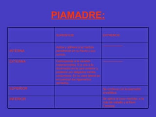 PIAMADRE: Se aplica al cono medular, a la cola de caballo y al filum Terminal. INFERIOR Se continua con la piamadre encefálica. SUPERIOR -------------------- Corresponde a la cavidad subaracnoidea. S e une a la duramadre en la cara anterior y posterior por delgados tractos conjuntivos. En su cara lateral se encuentran los ligamentos dentados. EXTERNA -------------------- Aplica y adhiere a la medula penetrando en su fisura y sus surcos. INTERNA  EXTREMOS SUPERFICIE 