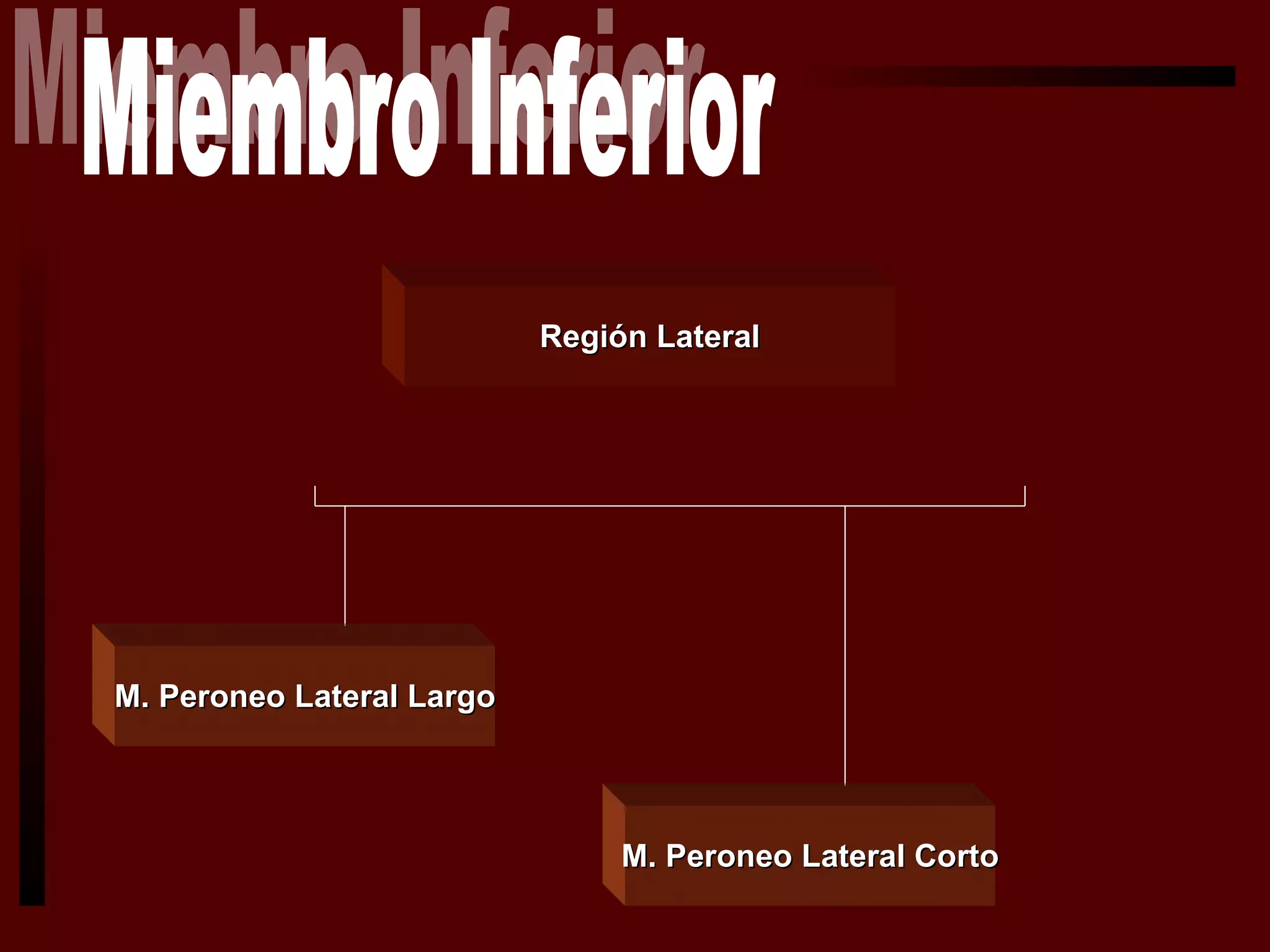 Miologia de Miembro Inferior | PPT