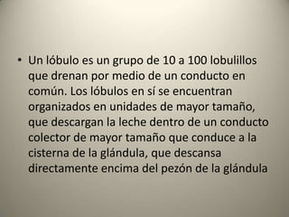 • Un lóbulo es un grupo de 10 a 100 lobulillos
que drenan por medio de un conducto en
común. Los lóbulos en sí se encuentran
organizados en unidades de mayor tamaño,
que descargan la leche dentro de un conducto
colector de mayor tamaño que conduce a la
cisterna de la glándula, que descansa
directamente encima del pezón de la glándula
 