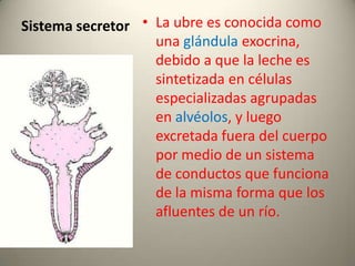 Sistema secretor • La ubre es conocida como
una glándula exocrina,
debido a que la leche es
sintetizada en células
especializadas agrupadas
en alvéolos, y luego
excretada fuera del cuerpo
por medio de un sistema
de conductos que funciona
de la misma forma que los
afluentes de un río.
 