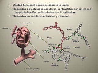 • Unidad funcional donde se secreta la leche
• Rodeadas de células musculares contráctiles denominadas
mioepiteliales. Son estimuladas por la oxitocina.
• Rodeadas de capilares arteriales y venosos
Capilares
Conductos galactóforos
Células mioepiteliales
 