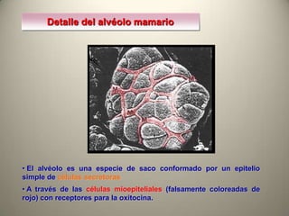 • El alvéolo es una especie de saco conformado por un epitelio
simple de células secretoras
• A través de las células mioepiteliales (falsamente coloreadas de
rojo) con receptores para la oxitocina.
Detalle del alvéolo mamario
 