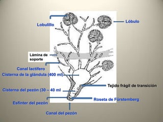 Lámina de
soporte
Canal lactífero
Cisterna de la glándula (400 ml)
Cisterna del pezón (30 – 40 ml
Esfínter del pezón
Canal del pezón
Roseta de Fürstemberg
Tejido frágil de transición
Lobulillo
Lóbulo
 