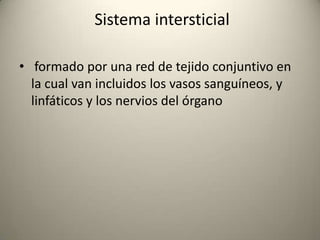 Sistema intersticial
• formado por una red de tejido conjuntivo en
la cual van incluidos los vasos sanguíneos, y
linfáticos y los nervios del órgano
 
