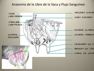 Anatomía de la Ubre de la Vaca y Flujo Sanguíneo
Canal de sali
Roseta de Fürs
Cisterna de T
Cuarto Fronta
Tejido Glandu
Vena mamaria
Arteria Mamar
Ganglio
Linfático
Cuarto
Trasero
Vaso
Linfático
 