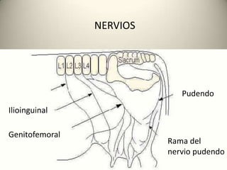 NERVIOS
Ilioinguinal
Genitofemoral
Pudendo
Rama del
nervio pudendo
 