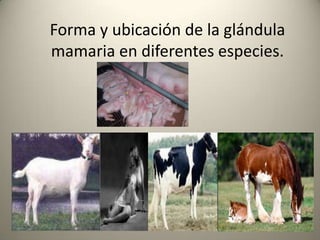 Forma y ubicación de la glándula
mamaria en diferentes especies.
 
