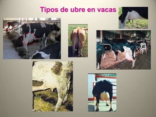Tipos de ubre en vacas
 