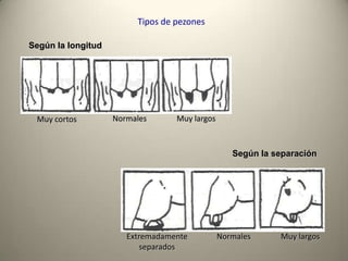 Tipos de pezones
Según la longitud
Según la separación
Muy cortos Muy largosNormales
Extremadamente
separados
Muy largosNormales
 