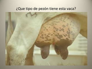 ¿Que tipo de pezón tiene esta vaca?
 