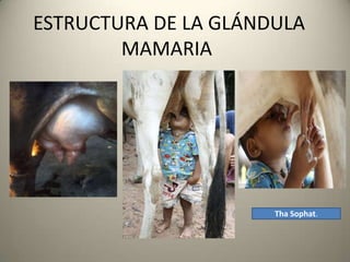 ESTRUCTURA DE LA GLÁNDULA
MAMARIA
Tha Sophat.
 